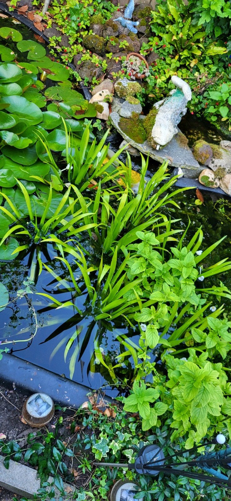 Krabbescheer, Tuin en Terras, Vijvers, Ophalen