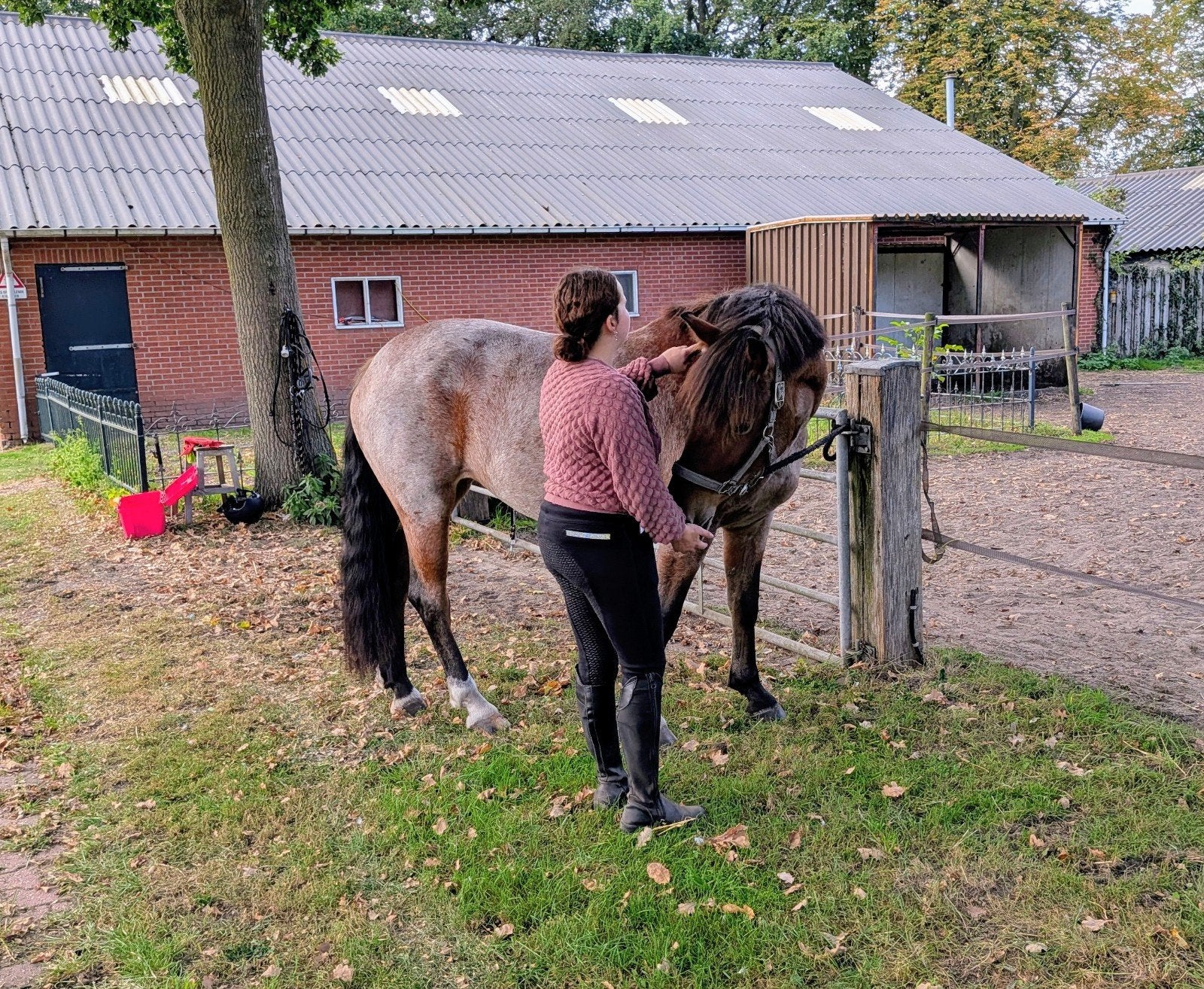pony weidemaatje coaching, Merrie, Zadelmak, Ontwormd, 7 tot 10 jaar