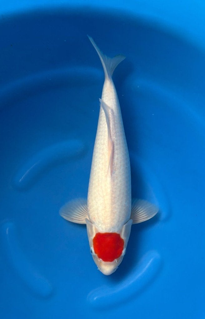 Tancho Kohaku, Karper of Koi