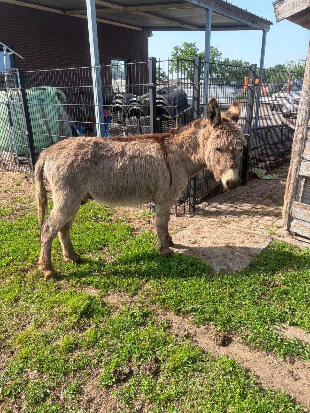 Ezel hengst 4jaar, Dieren en Toebehoren, Mannelijk, Schaap