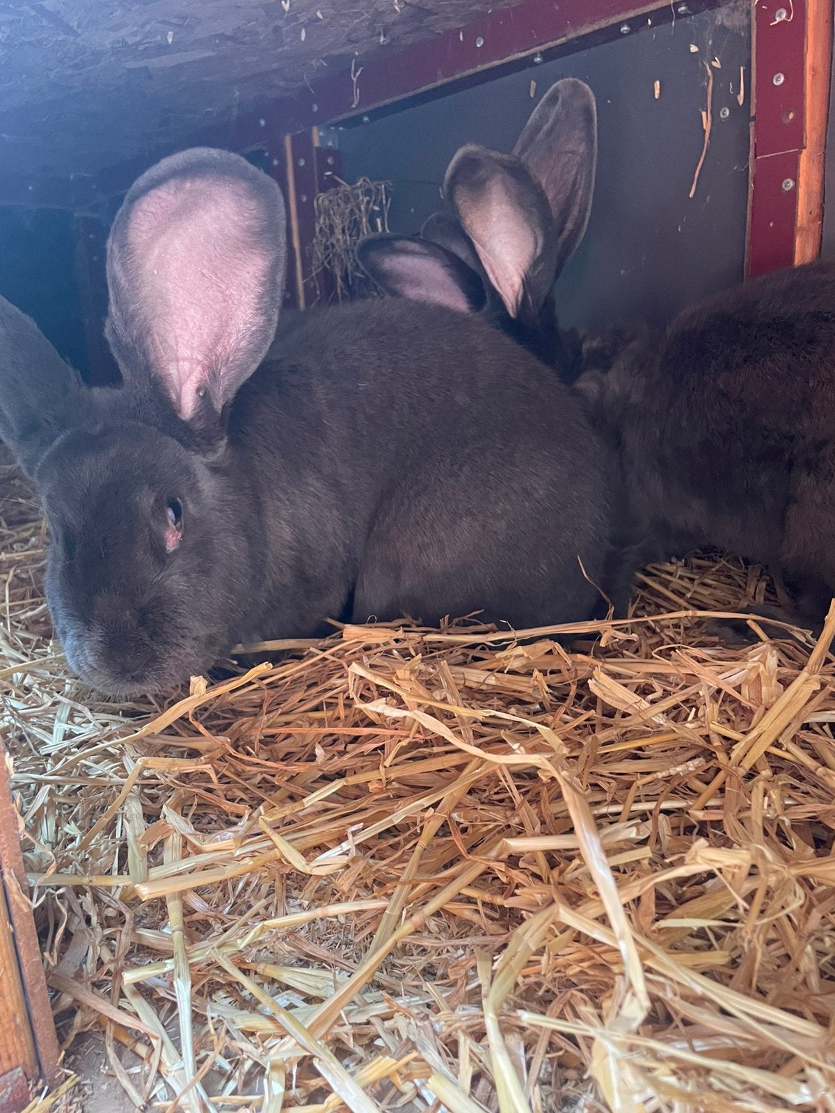4 mooie blauwe vlaamse reus voedsters, Vrouwelijk, Groot