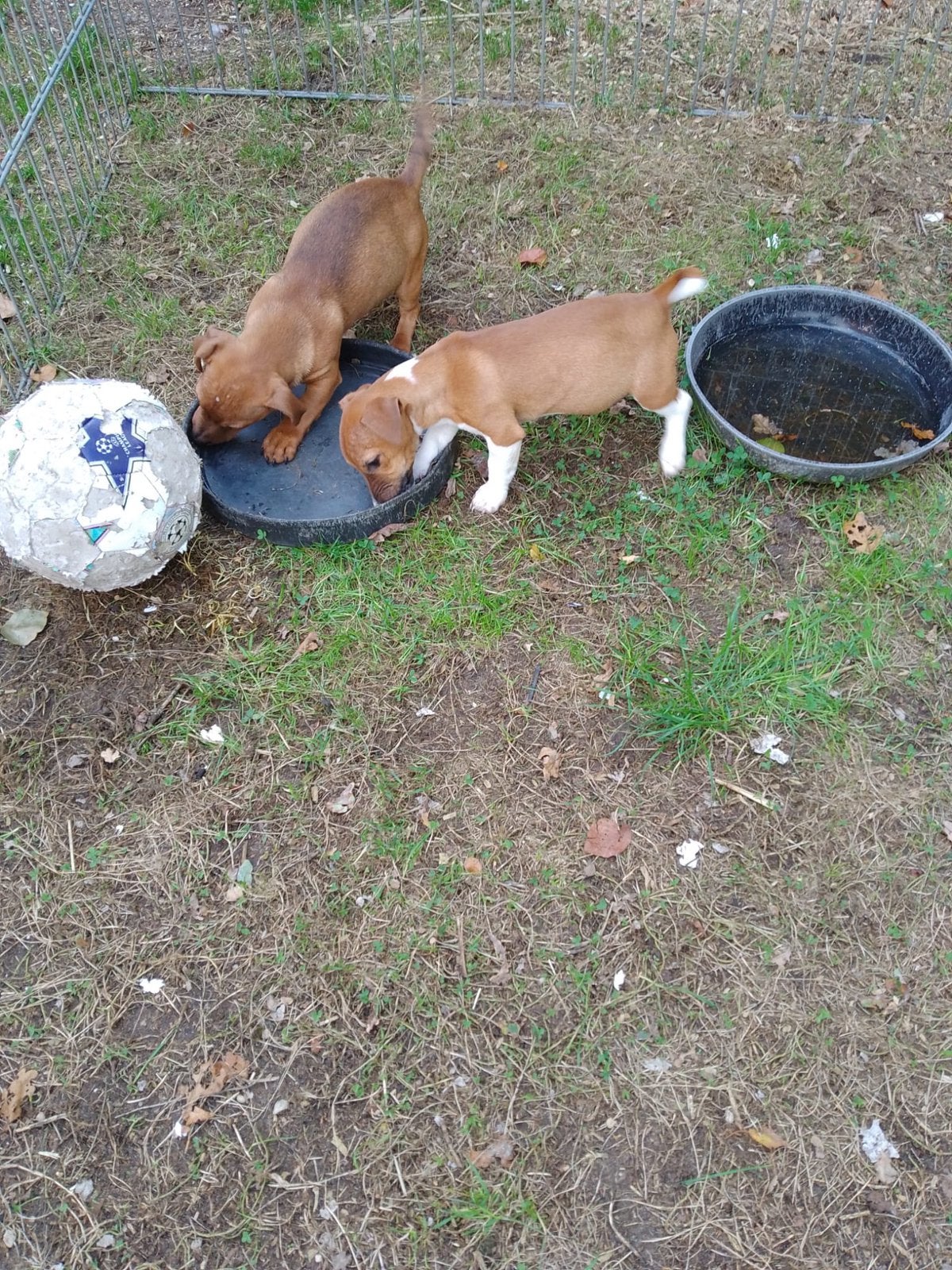 Prachtige jack Russell pups, Dieren en Toebehoren, Honden | Jack Russells en Terriërs, Parvo, Jack Russell Terriër, Reu, 8 tot 15 weken