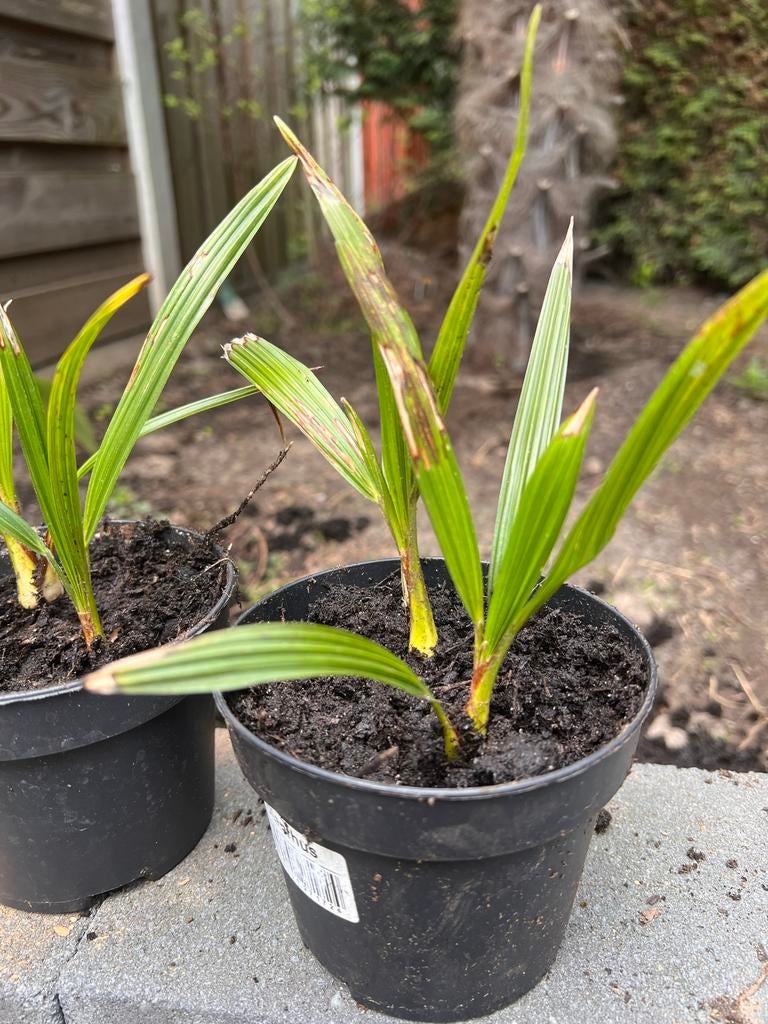 Stekjes Trachycarpus fortunei (Chinese waaierpalm), Tuin en Terras, Planten | Tuinplanten, Vaste plant, Overige soorten, Volle zon