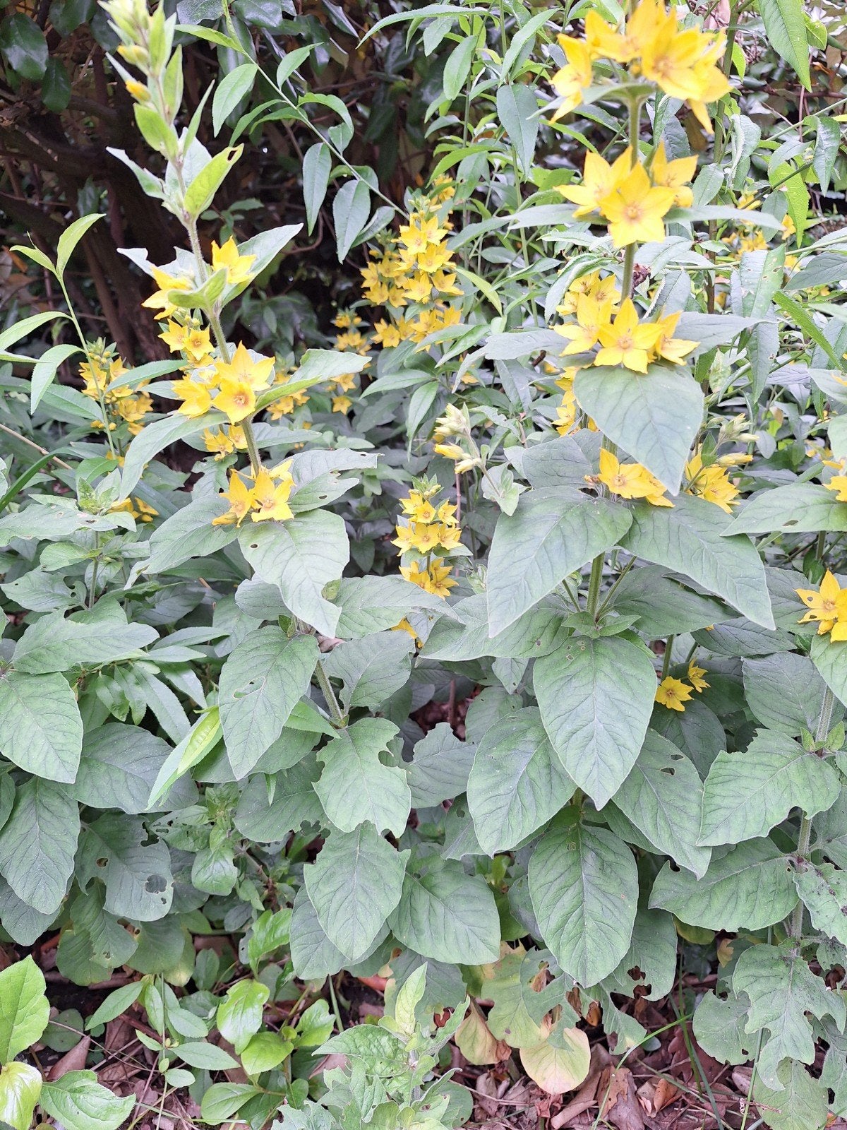 Wederik, Tuin en Terras, Planten | Tuinplanten, Vaste plant, Halfschaduw, Lente, Ophalen