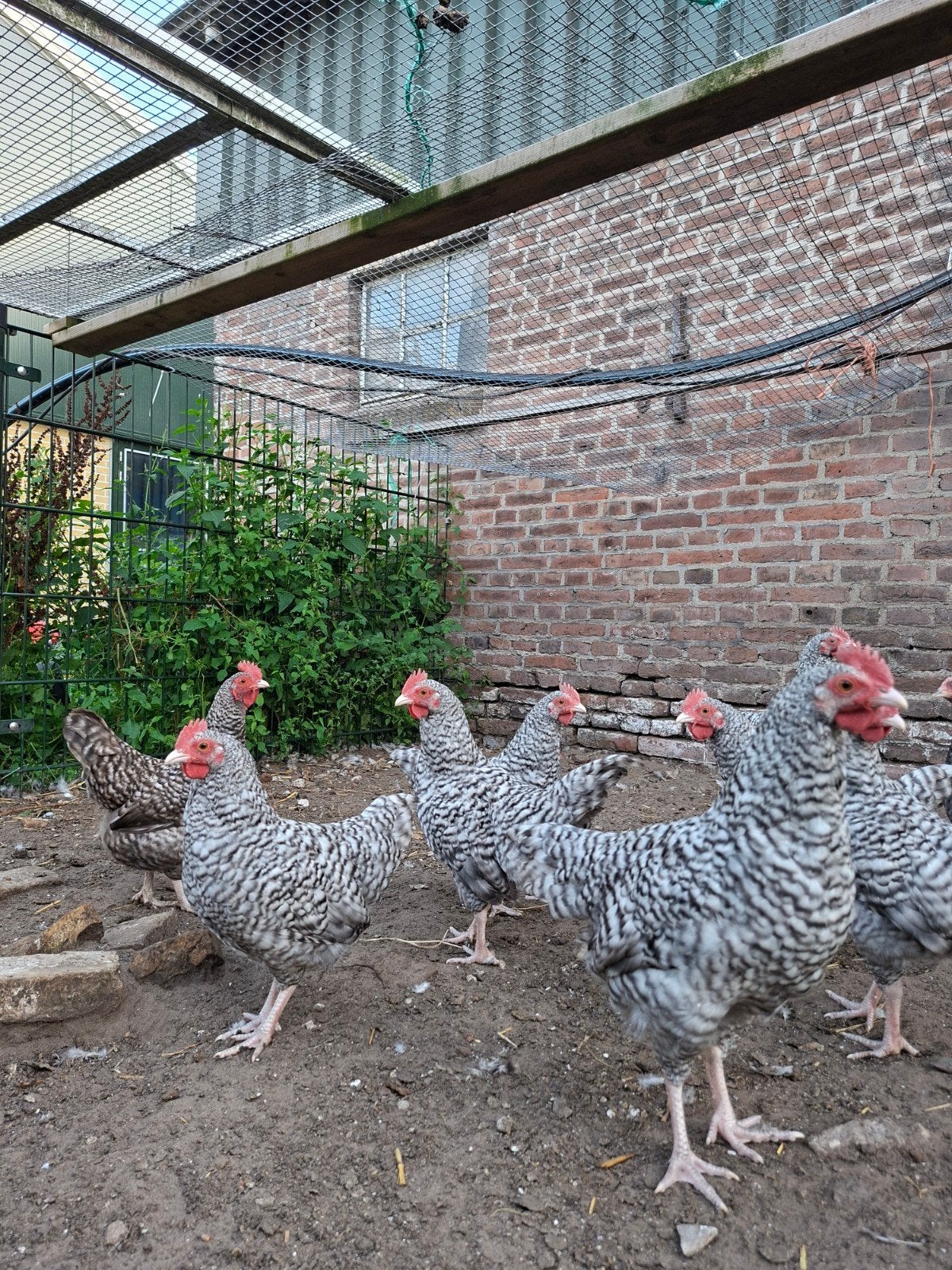 noord hollandse hanen, Dieren en Toebehoren, Pluimvee, Mannelijk, Kip