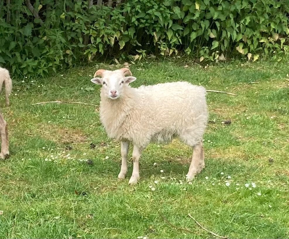 Skudde ramlammeren, Mannelijk, Schaap