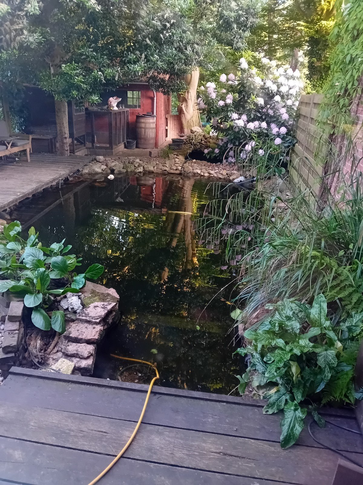 Schildpad gevraagd voor in de vijver, 0 tot 2 jaar