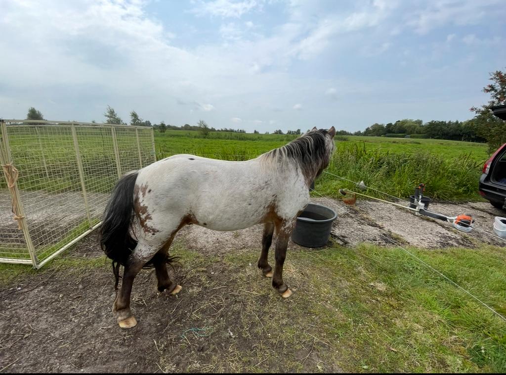 Ter dekking stamboek Fewspot hengst, 113 cm, Dieren en Toebehoren, Paarden en Pony's | Dekhengsten en Fokmerries, Hengst