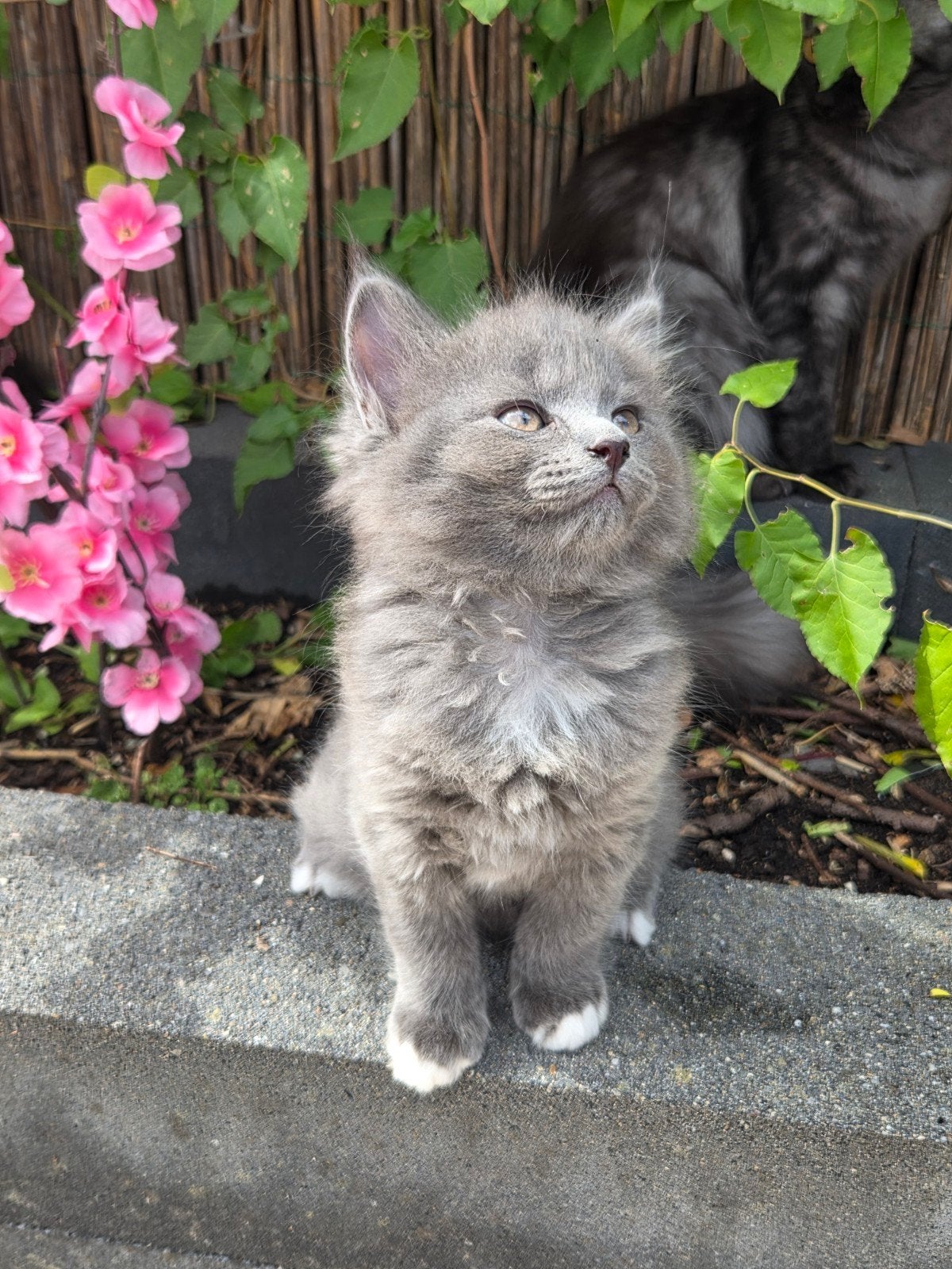 Lieve kleine  pluizen bolletjes, Meerdere dieren, Ontwormd