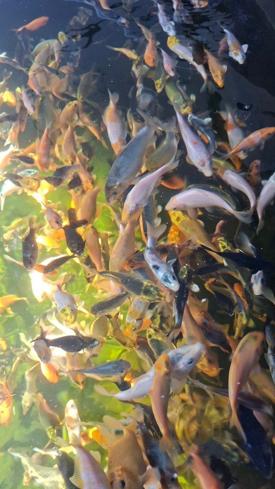 KOI, Dieren en Toebehoren, Vissen | Vijvervissen, Karper of Koi