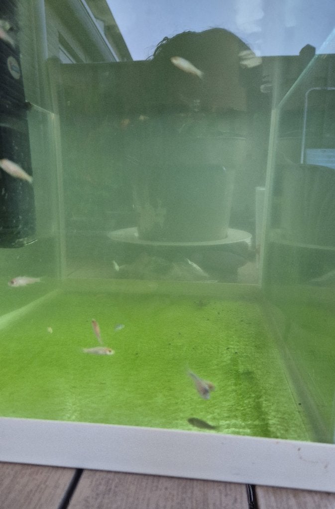 ZSM TE KOOP Baby koi carpers, Dieren en Toebehoren, Karper of Koi
