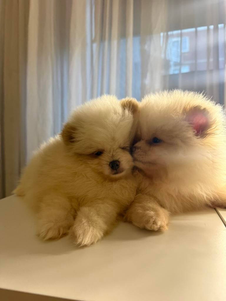 Pomeriaan pups klein reutjes, Particulier, 8 tot 15 weken, Buitenland, Parvo