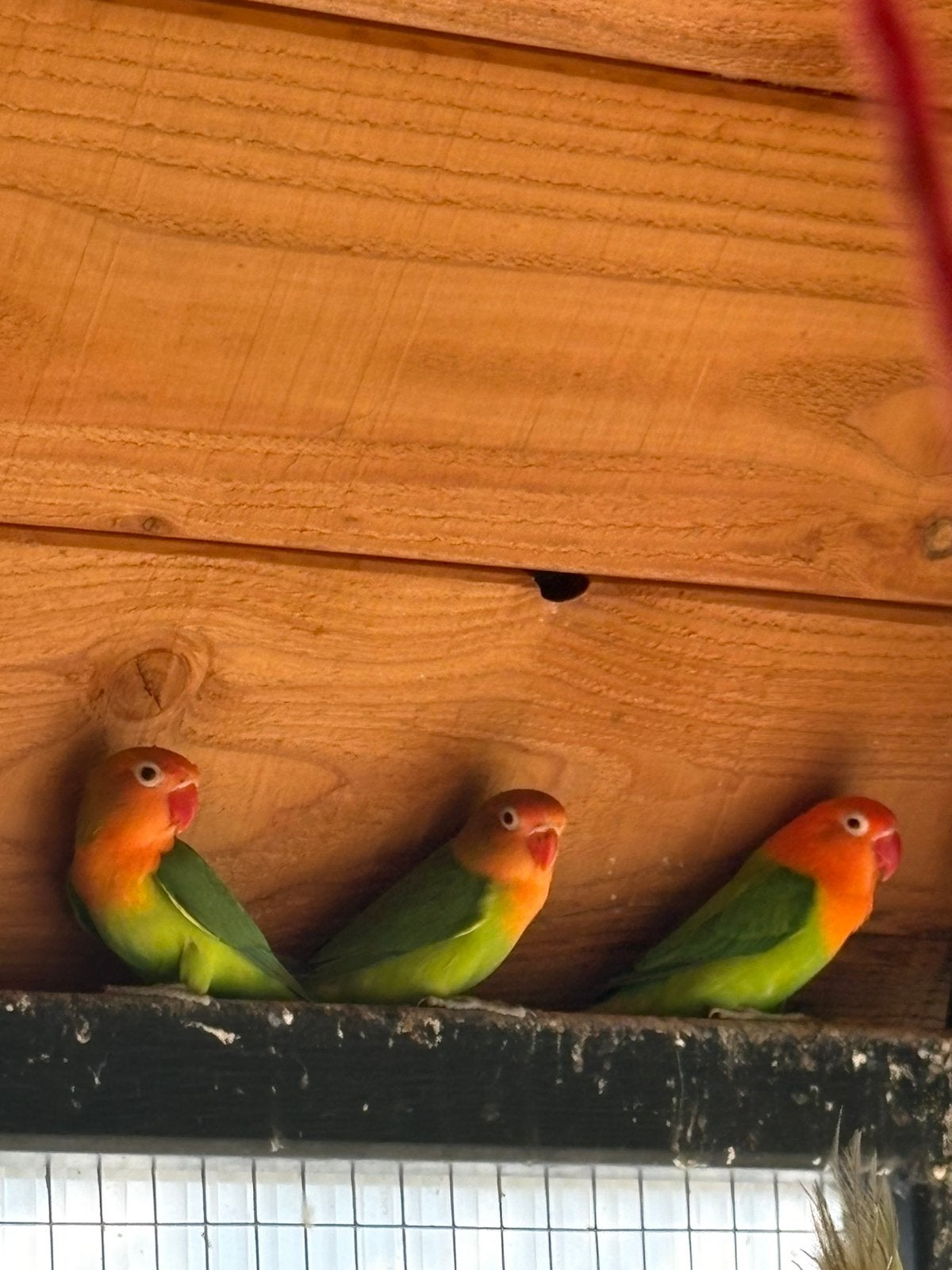 Love birds, Dieren en Toebehoren, Parkiet