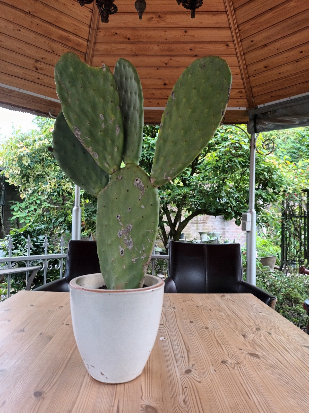cactus, Ophalen, Cactus, Volle zon, Minder dan 100 cm