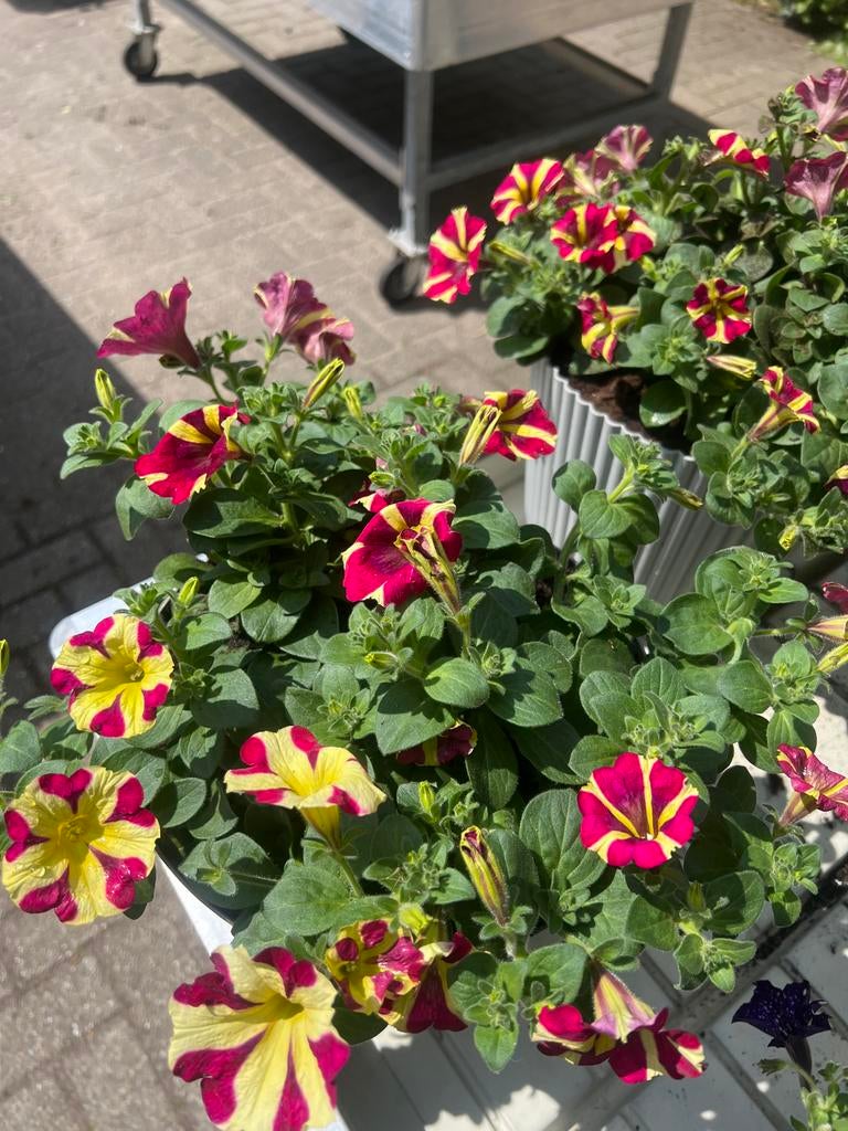 Petunia 'Crazytunia' - Opvallende Tweekleurige Bloemen, Tuin en Terras, Planten | Tuinplanten, Volle zon, Eenjarig, Lente, Ophalen