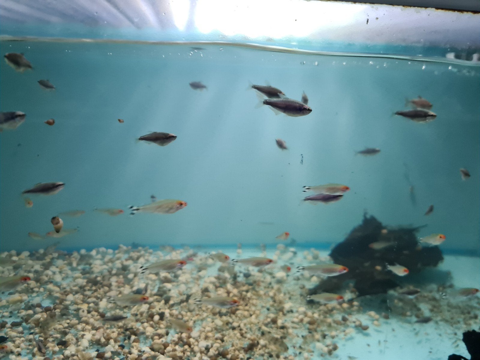 Blauwe Koningszalm, Inpaichthys kerri super blue, Dieren en Toebehoren, Vis, Zoetwatervis