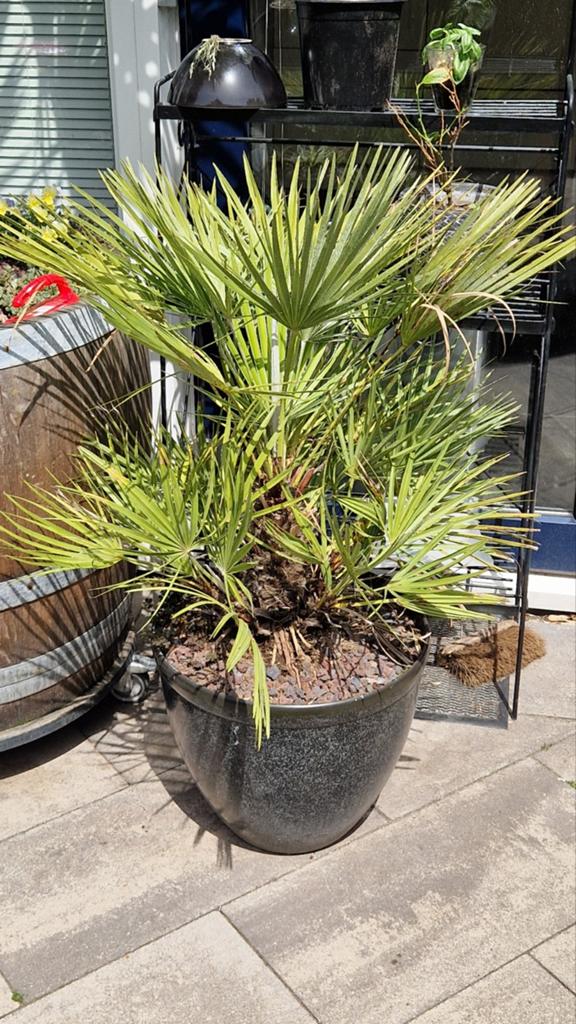 Chamaerops humilis 'Vulcano' palmboom incl. pot winterhard, Ophalen, Overige soorten, Halfschaduw
