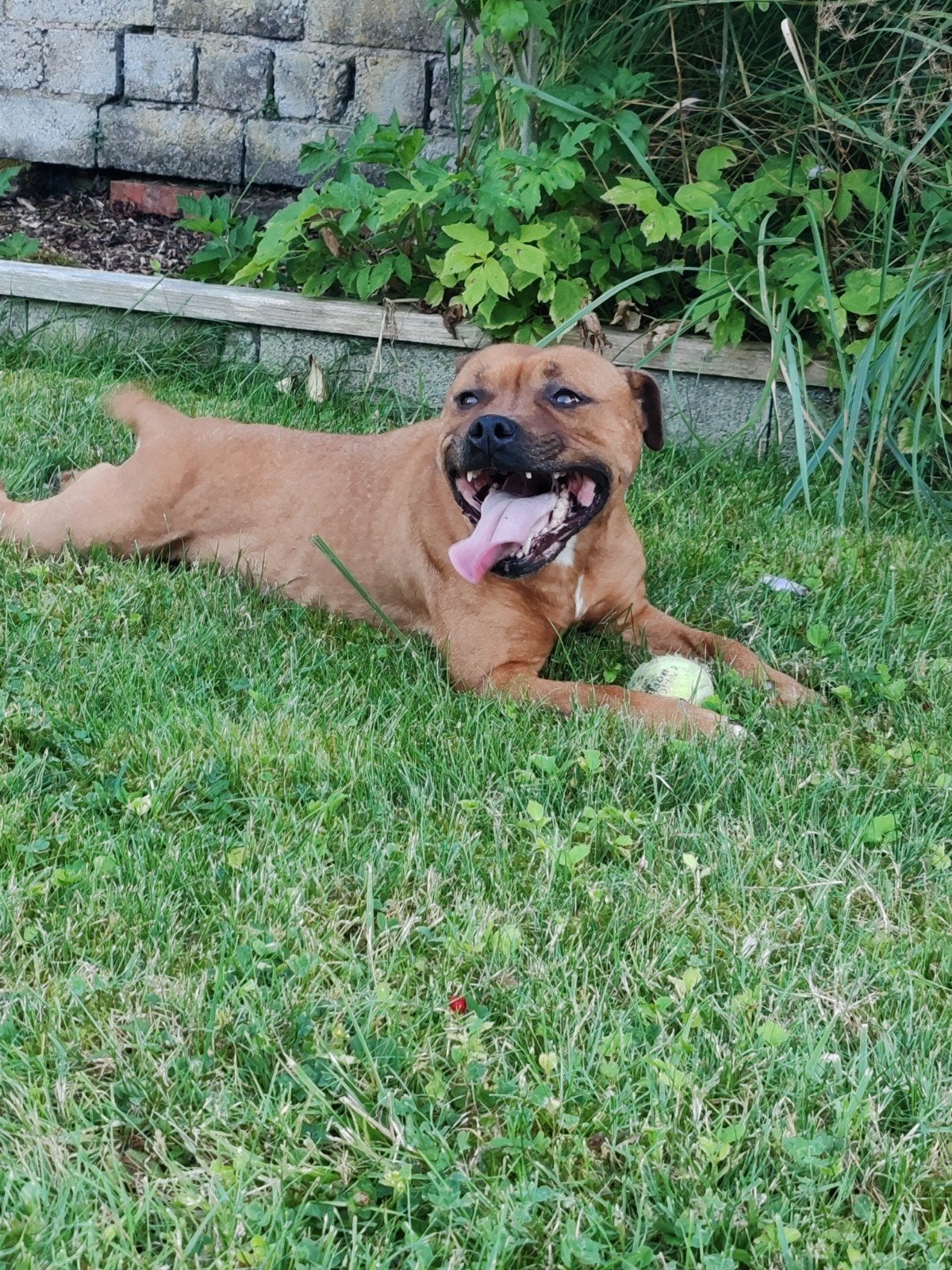 Engelse stafford teef, 6 jaar of ouder, Teef, Bulldog, Eén hond
