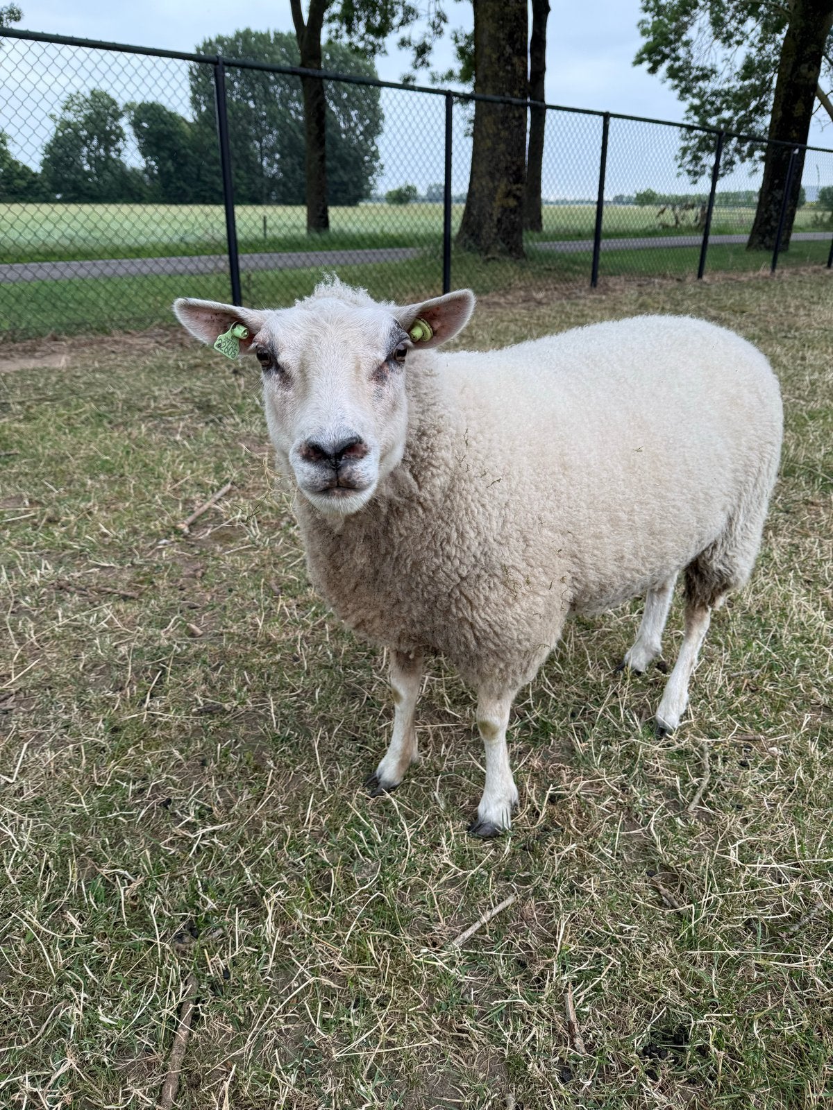 Noordhollander ooien 2x, Vrouwelijk, Schaap