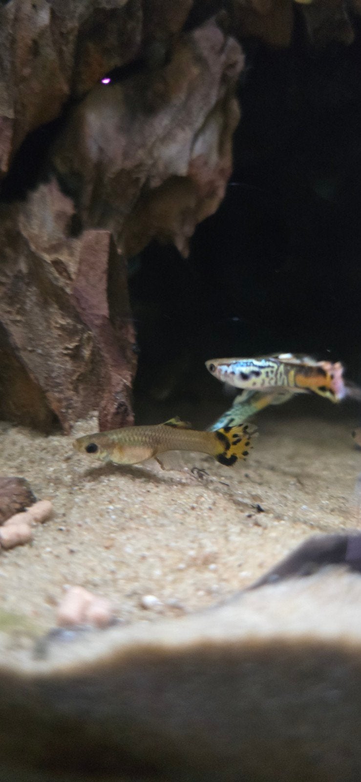 Prachtige raszuivere Snake-skin guppy / guppen, Vis, Zoetwatervis, Schoolvis