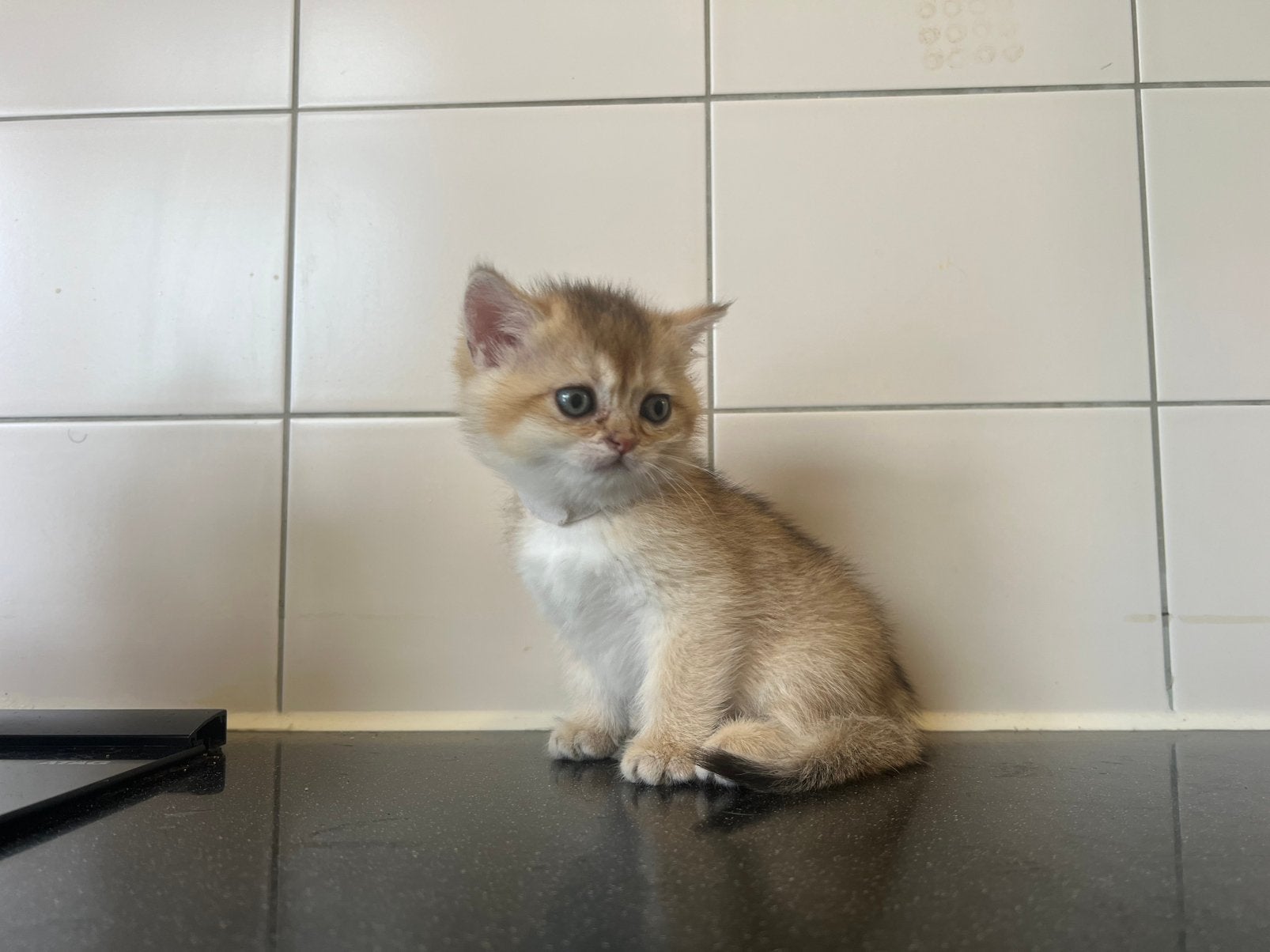 British Shorthair Golden Shaded kittens | Stamboom, Dieren en Toebehoren, Meerdere dieren, Ontwormd