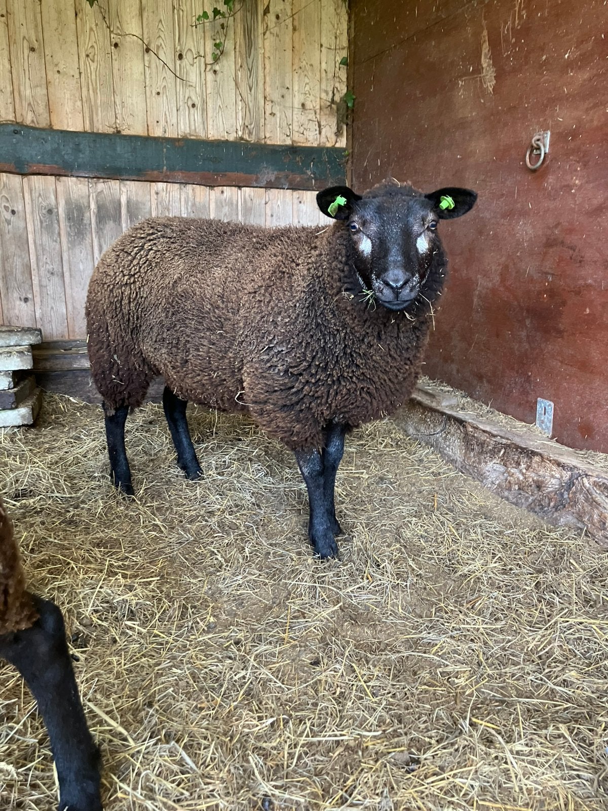 Ooi lam, Dieren en Toebehoren, Vrouwelijk, Schaap