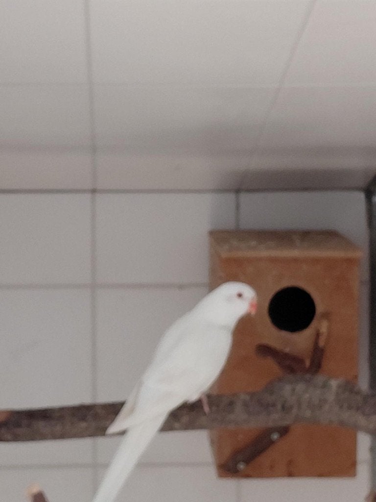 Princess van wales, Dieren en Toebehoren, Vogels | Parkieten en Papegaaien, Vrouwelijk, Parkiet, Geringd