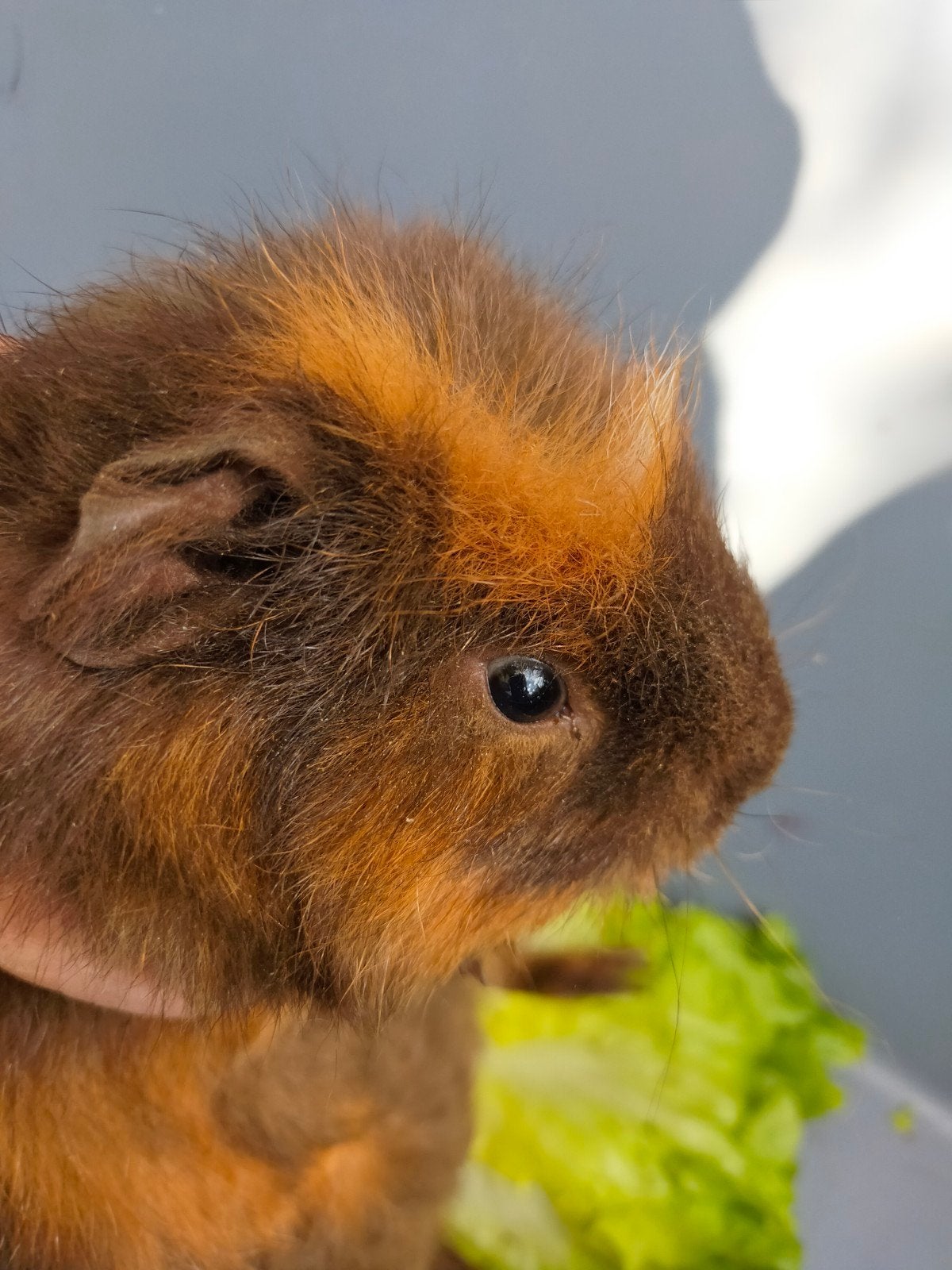 lief cavia man jong dier, Augustus, Mannelijk, Cavia