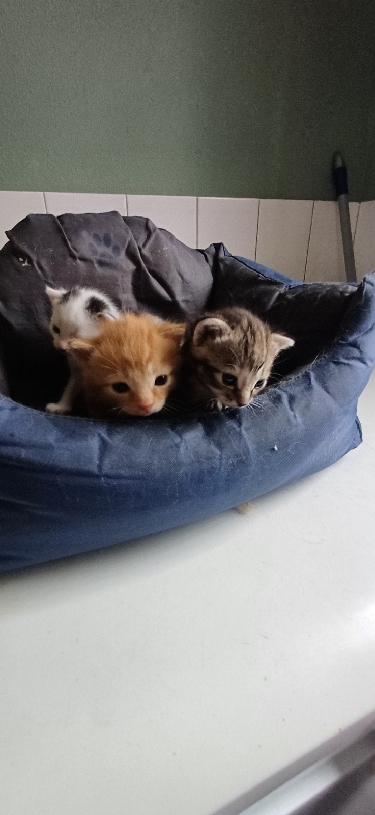 schattige boerderij kitten, Dieren en Toebehoren, Katten en Kittens | Overige Katten, Meerdere dieren
