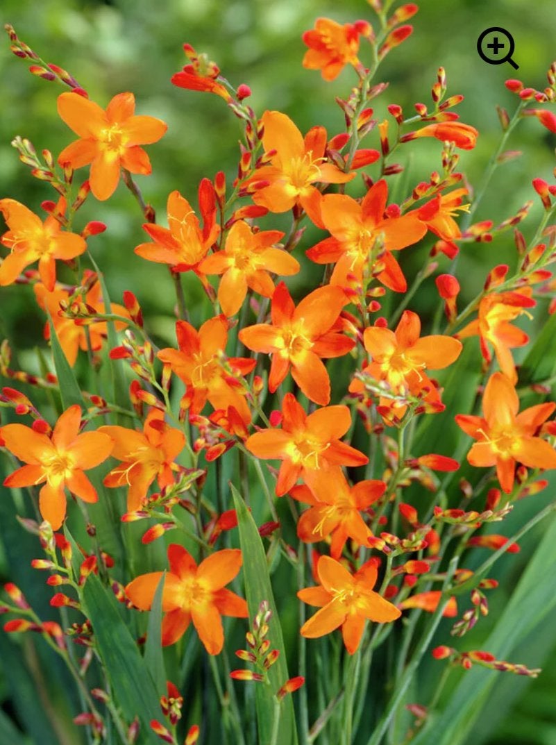 Levendige Crocosmia: Oranje Vuurwerk in uw Tuin!, Volle zon, Vaste plant, Zomer, Ophalen