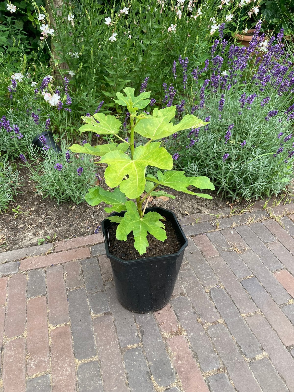 Vijgenboom “Black Mission”, Minder dan 100 cm, Verzenden, Volle zon, In pot