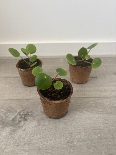 3 Pannenkoekplantjes (Pilea Peperomioides) - €1 per stuk, Huis en Inrichting, Kamerplanten, Ophalen, Overige soorten, Halfschaduw