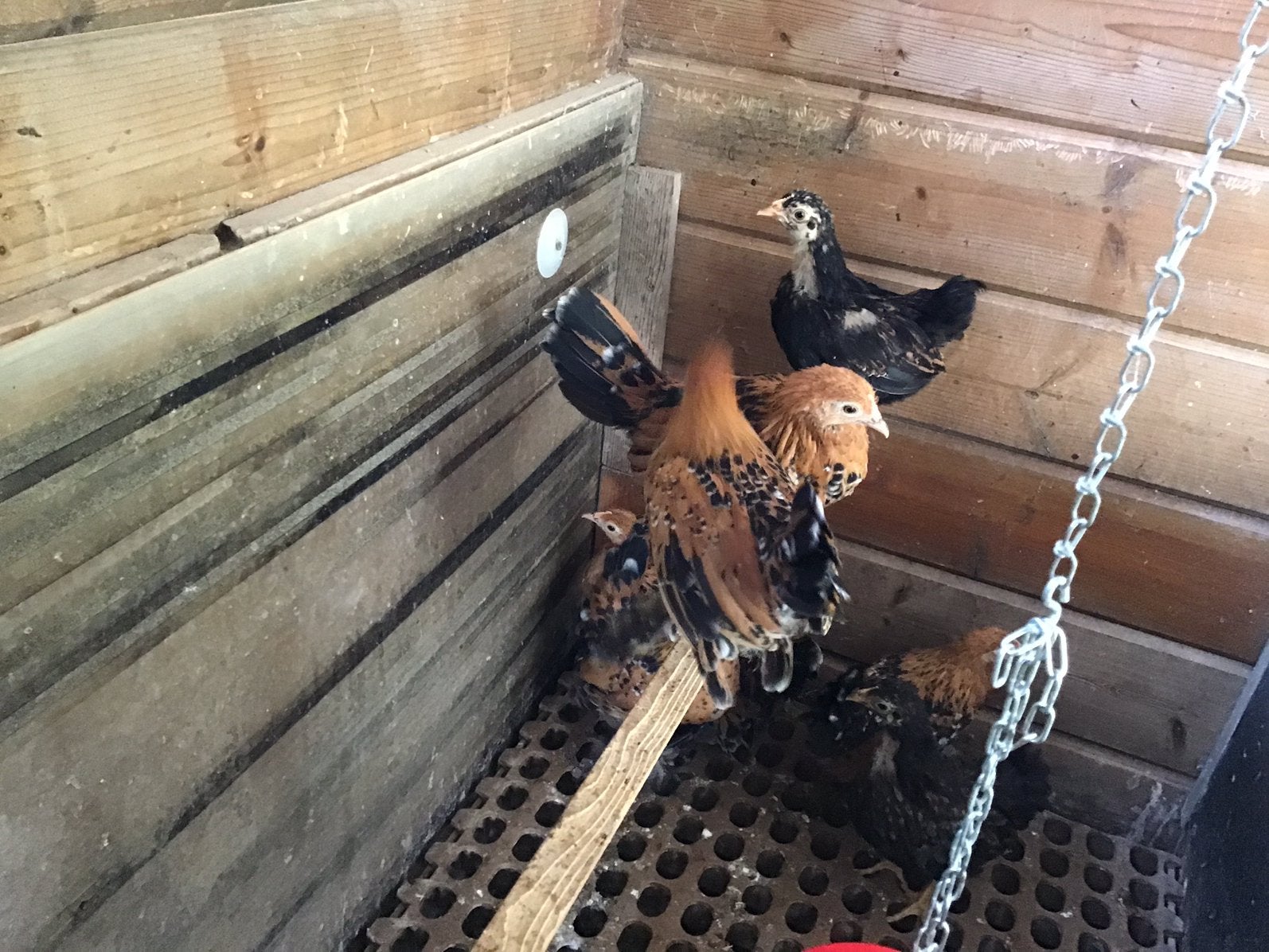 Sabelpoot krielen, Dieren en Toebehoren, Pluimvee | Toebehoren, Ophalen, Overige typen