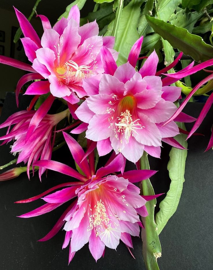 cactus - Epiphyllum Grace Ann, Ophalen of Verzenden, Cactus, Volle zon, Minder dan 100 cm
