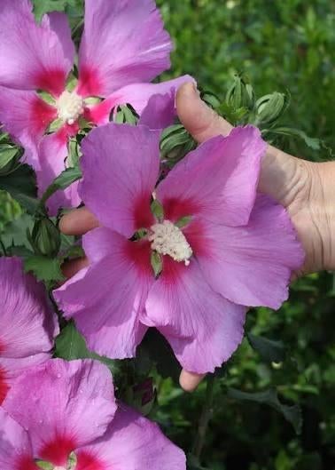 Hibiscus Walberton's Rose Moon LAATSTE EXEMPLAAR, Ophalen, Minder dan 100 cm, Overige soorten, In pot