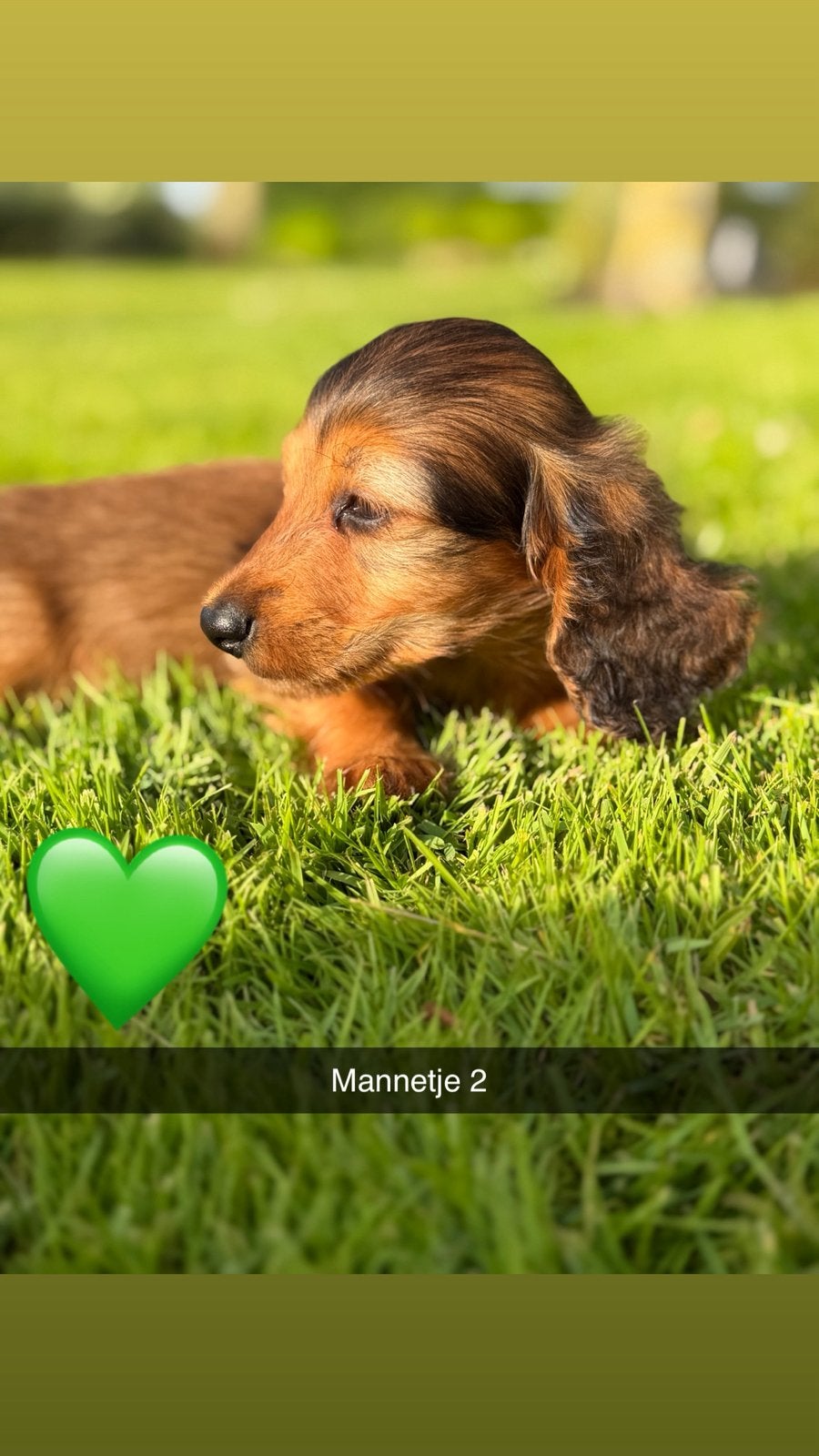 Langharige brindle kaninchen teckel pup zoekt een goed thuis, Kaninchen, Parvo, Reu, 8 tot 15 weken