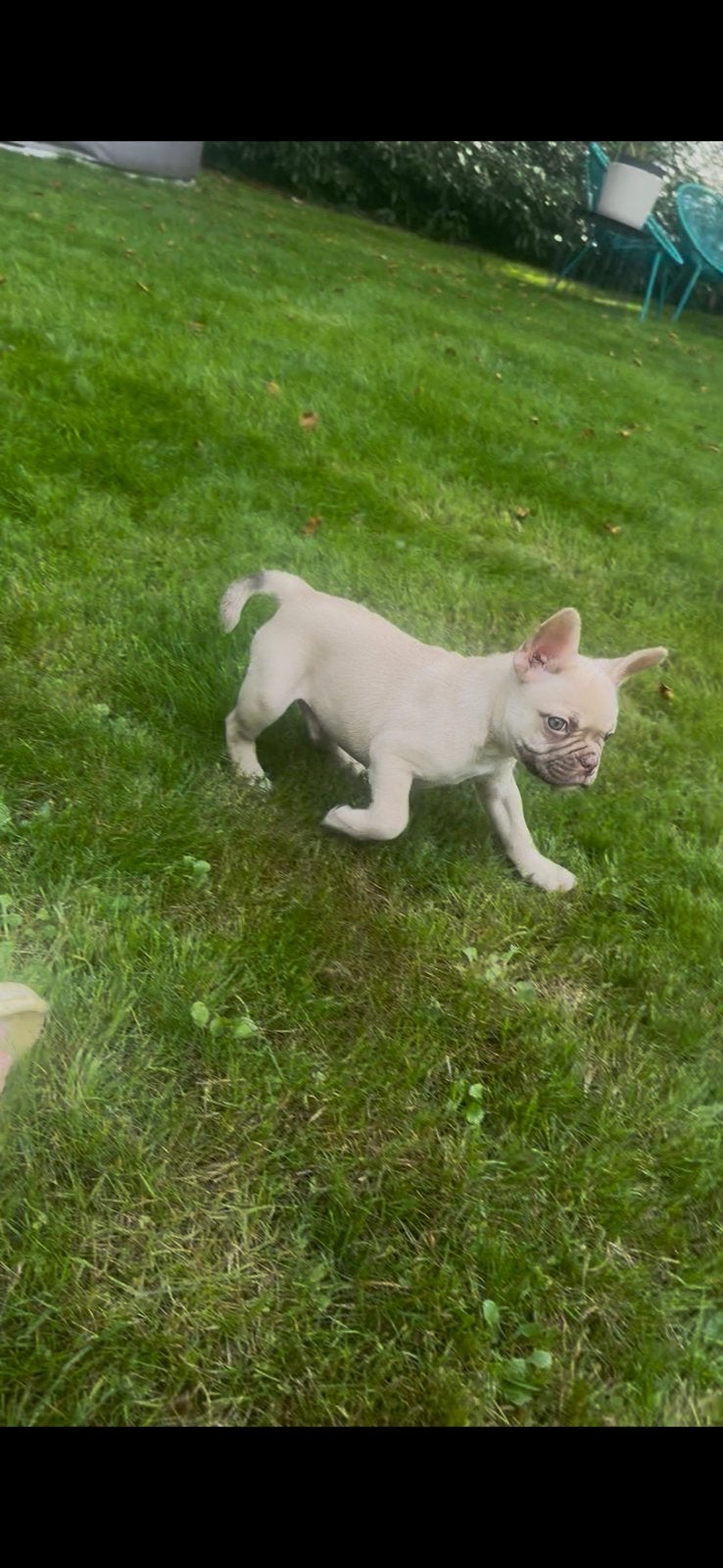 Franse bulldog, uniek dna ! (Laatste reutje), Dieren en Toebehoren, Reu, CDV (hondenziekte), 8 tot 15 weken, Bulldog