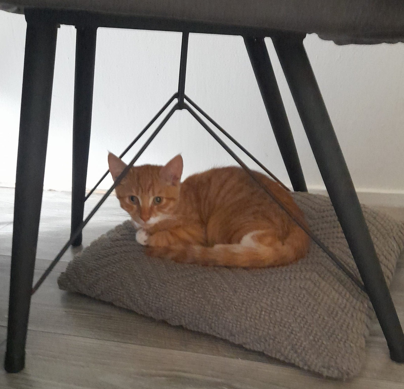 rode kitten katertje, Dieren en Toebehoren, Katten en Kittens | Overige Katten, Kater