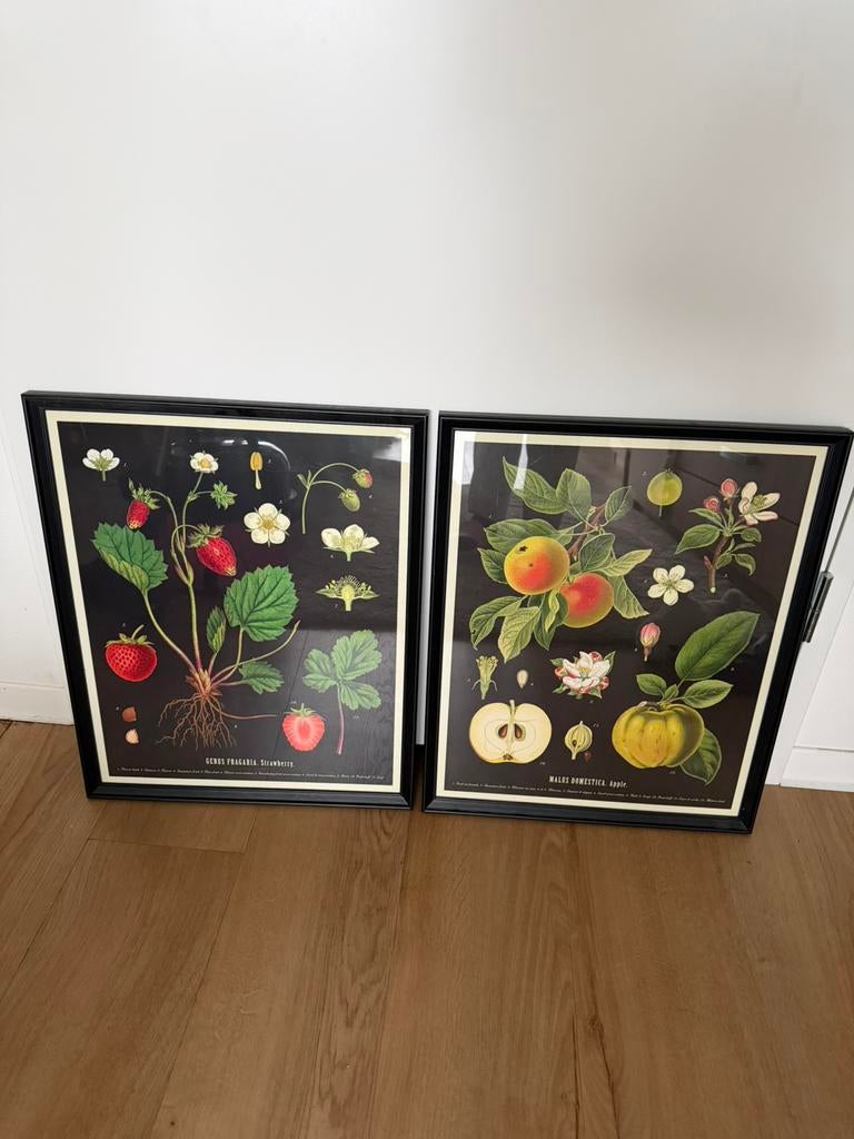 Ikea afbeelding in lijst knoppäng, Minder dan 50 cm, 50 tot 75 cm, Ophalen of Verzenden, Zo goed als nieuw