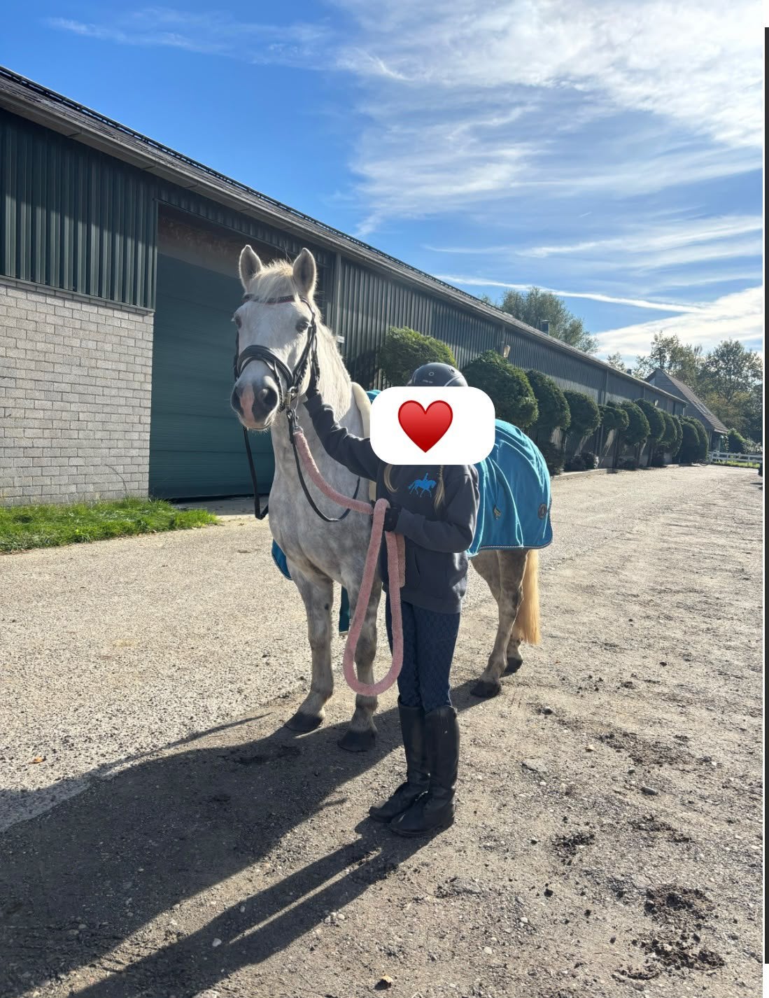 Lieve 8 jarige ruin welsh x haflinger, Dieren en Toebehoren, Ruin, Zadelmak, Gechipt, 7 tot 10 jaar