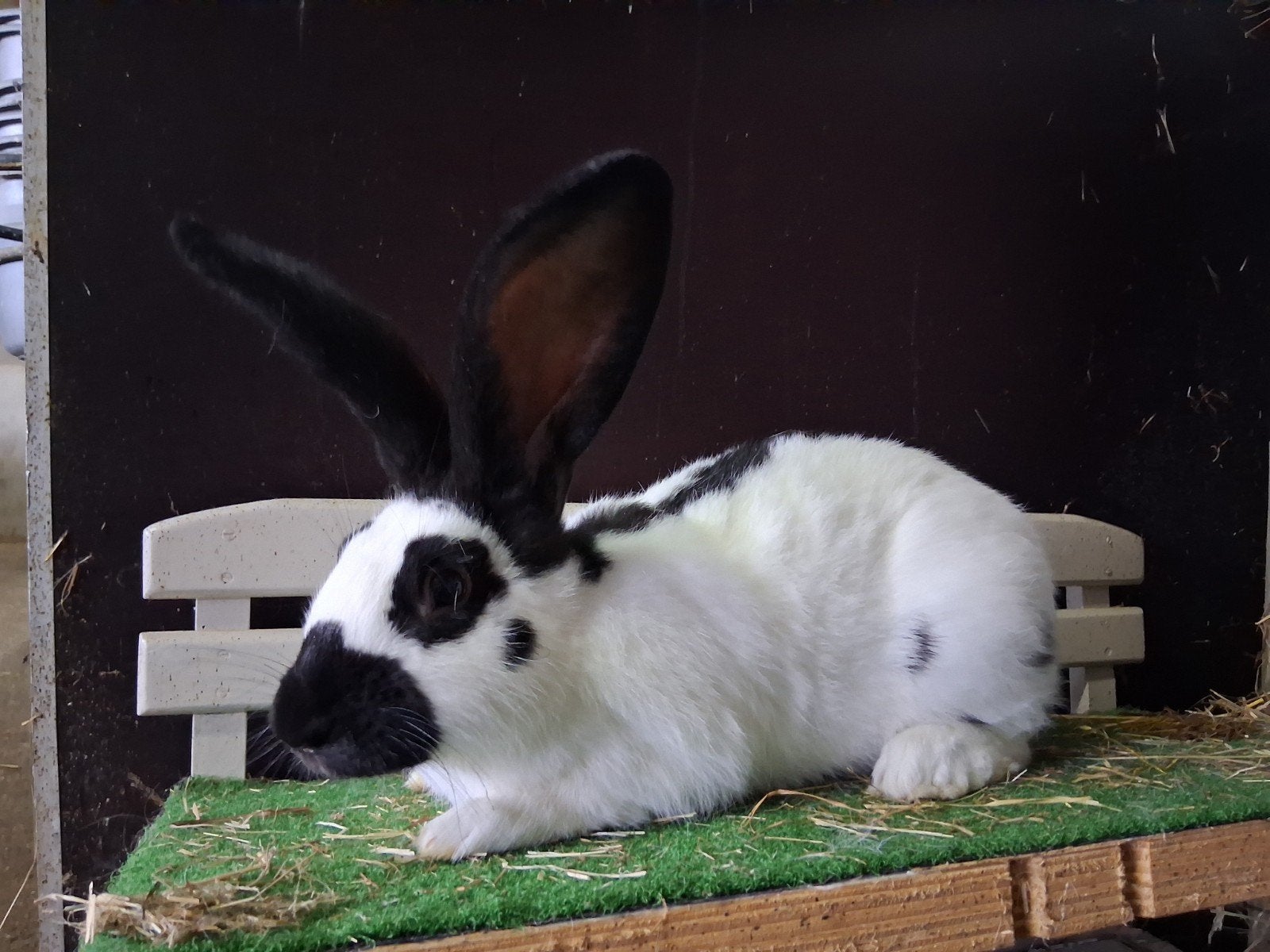 Mooie lotharinger groot ram terdekking, Dieren en Toebehoren, Mannelijk, Groot, 0 tot 2 jaar