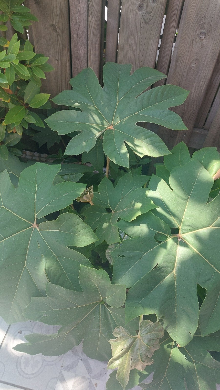 Rijstpapier  plant /tetrapanax papyrifer, Ophalen, Overige soorten, Minder dan 100 cm