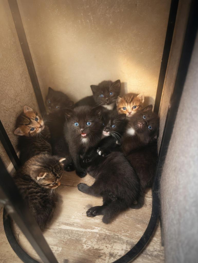 Super schattige kittens, Dieren en Toebehoren, Katten en Kittens | Overige Katten, Poes