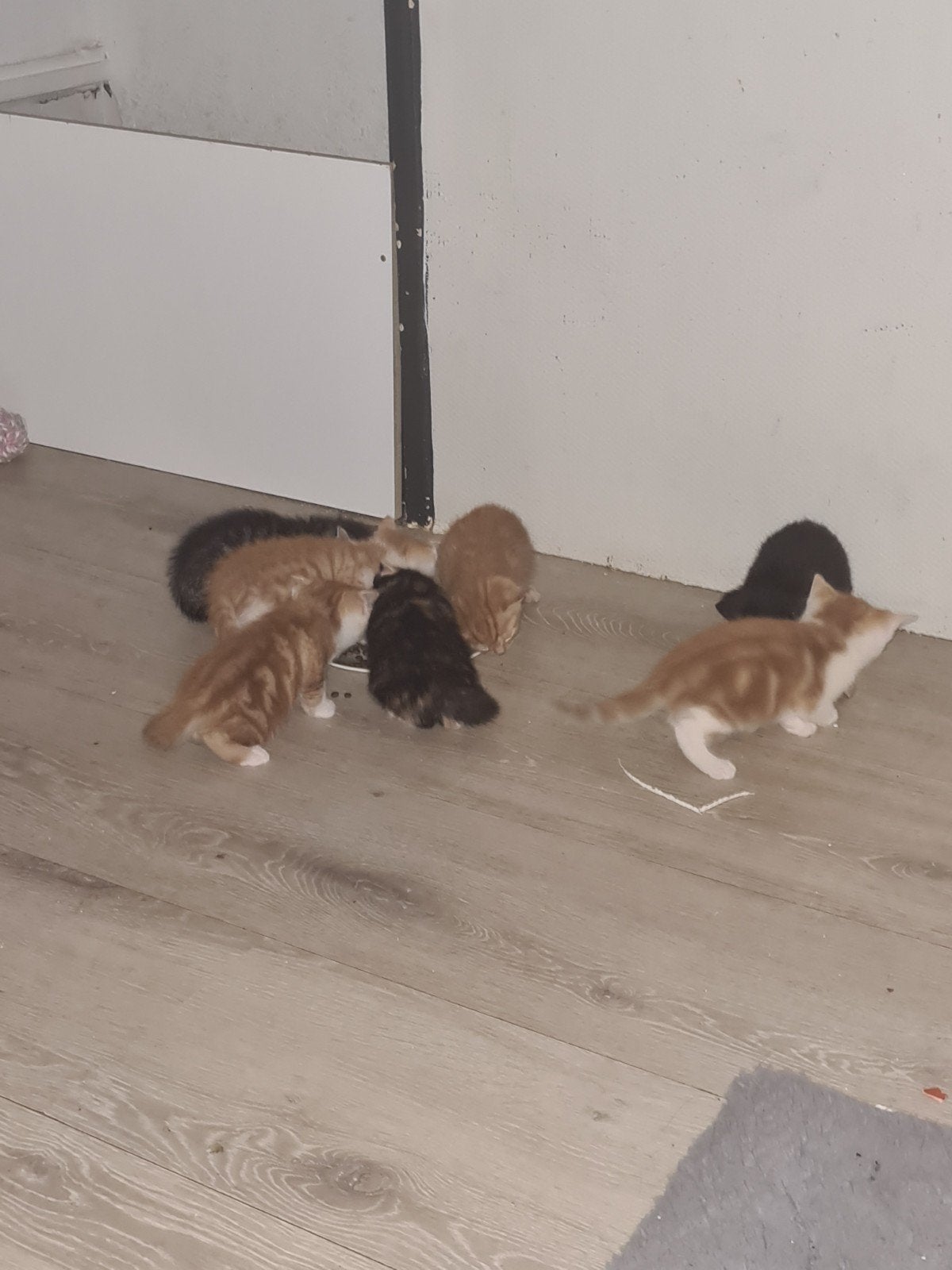 7 lieve kittens!, Dieren en Toebehoren, Katten en Kittens | Overige Katten, Meerdere dieren, Kortharig
