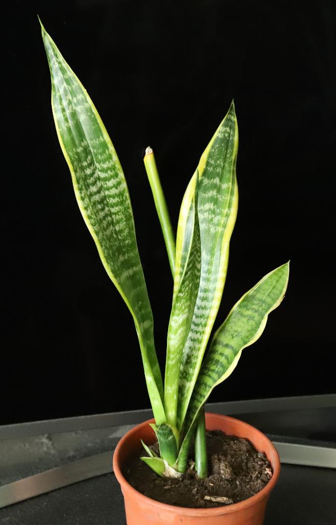 Vrouwentongen, Sanseveria., Vetplant, In pot, Minder dan 100 cm, Bloeiende kamerplant