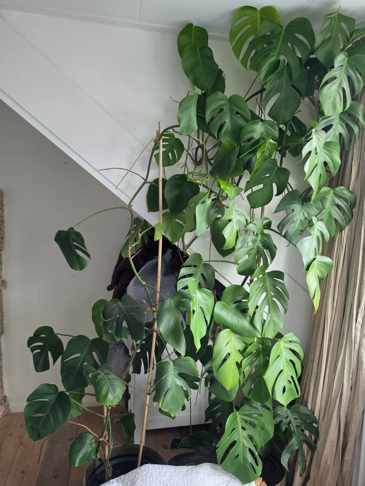 Vingerplant groot 2.50 meter  2 maal met pot, Ophalen of Verzenden