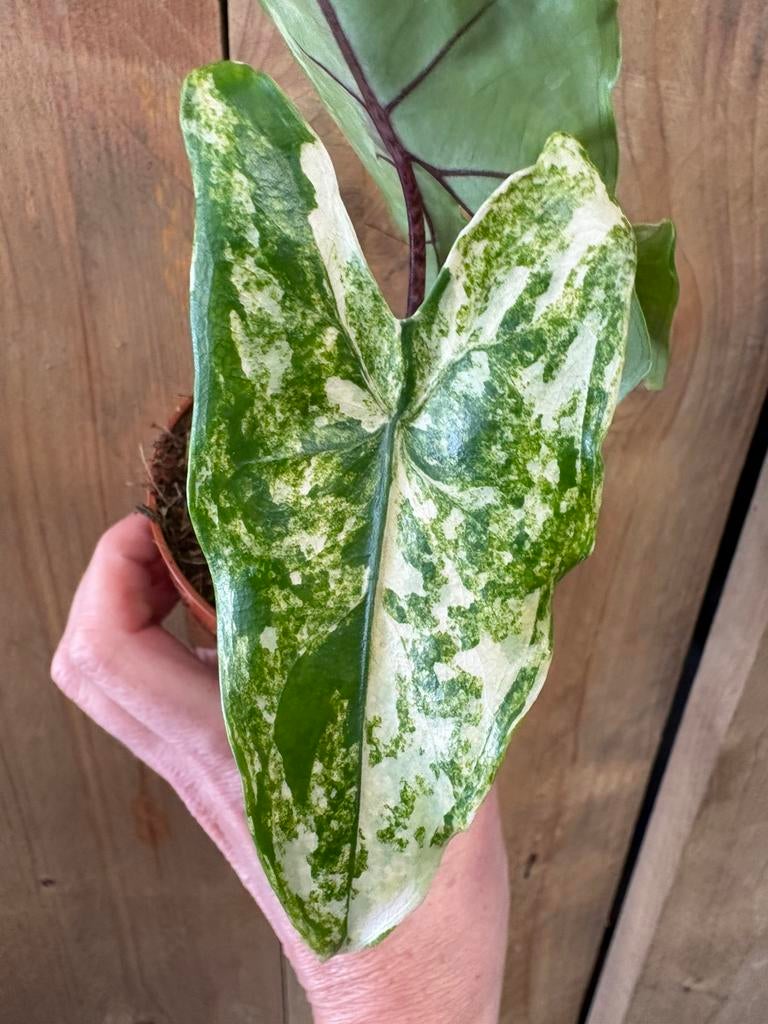 Alocasia tigrina superba variegata plant albo white wit, Ophalen of Verzenden, Halfschaduw, Minder dan 100 cm