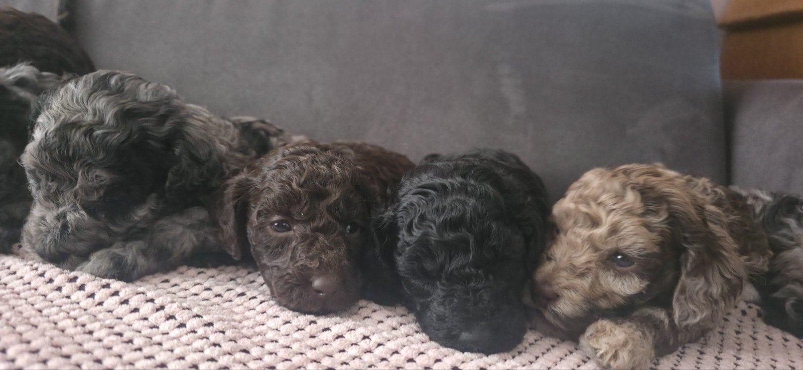 ze mogen naar hun nieuwe huisje, super mooie mini doodles, Nederland, 8 tot 15 weken, Meerdere, Meerdere dieren