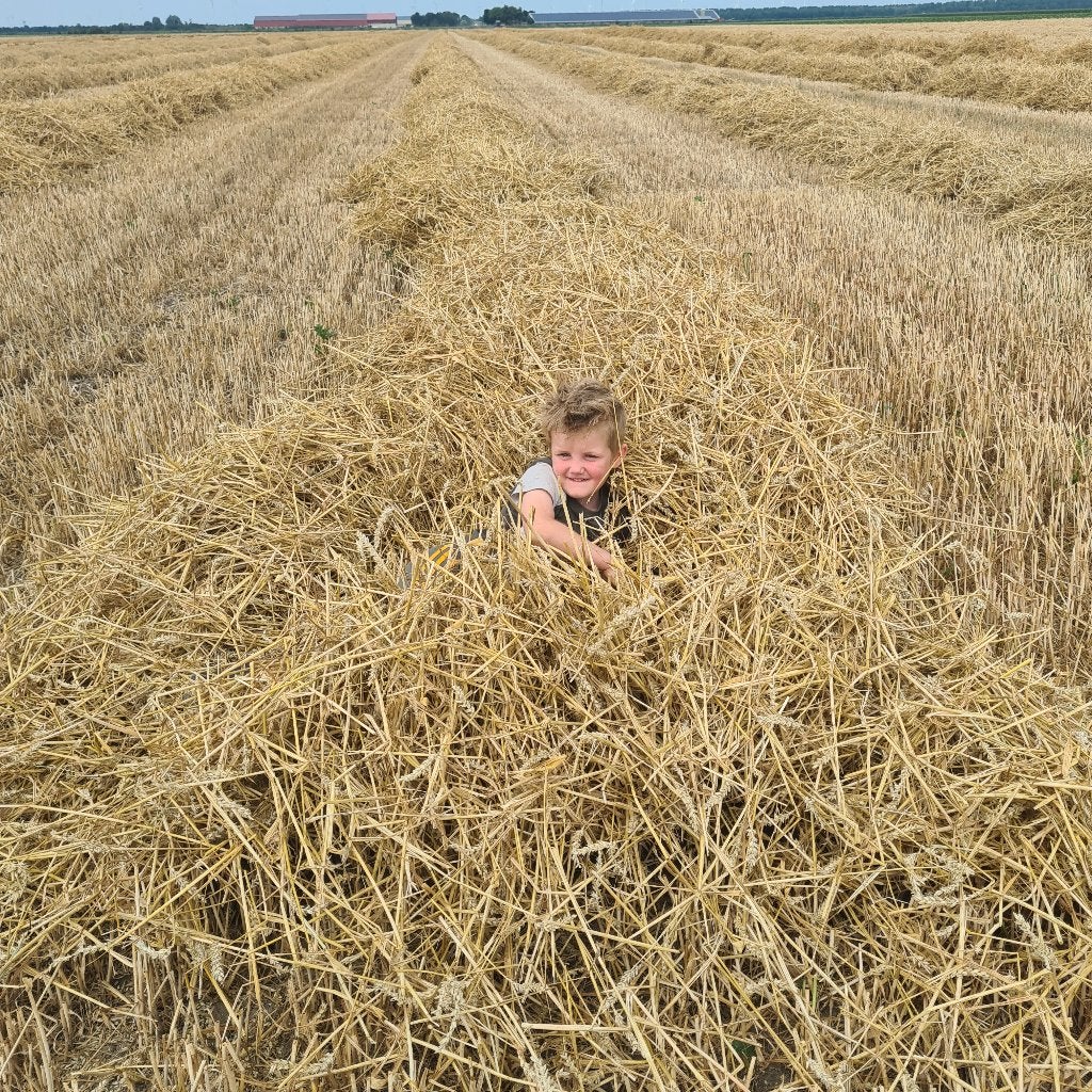 Grote hoeveelheden kleine strobalen, Ophalen, Vee