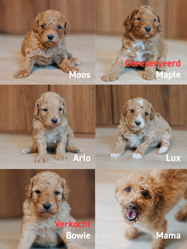Mini labradoodle pups mogen verhuizen (mini doodle), Parvo, 8 tot 15 weken, Meerdere, Nederland
